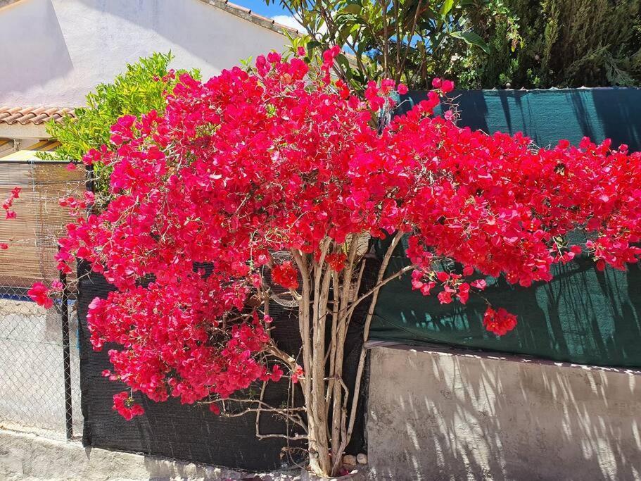 Le Petit Paradis Olivella Kültér fotó